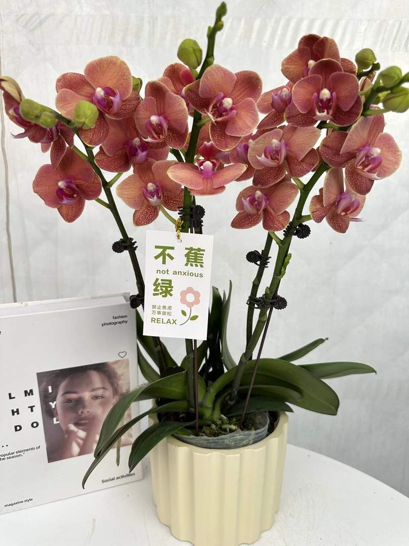 蝴蝶兰【金桔】 爱马仕橙色 蜡质花蝴蝶兰 年宵花花期长室内花