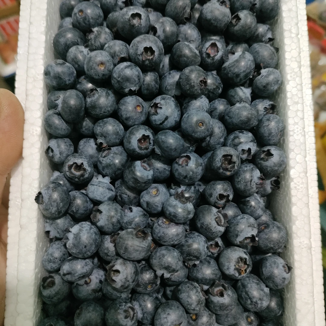 新鲜糖豆爆汁蓝莓净重500克
