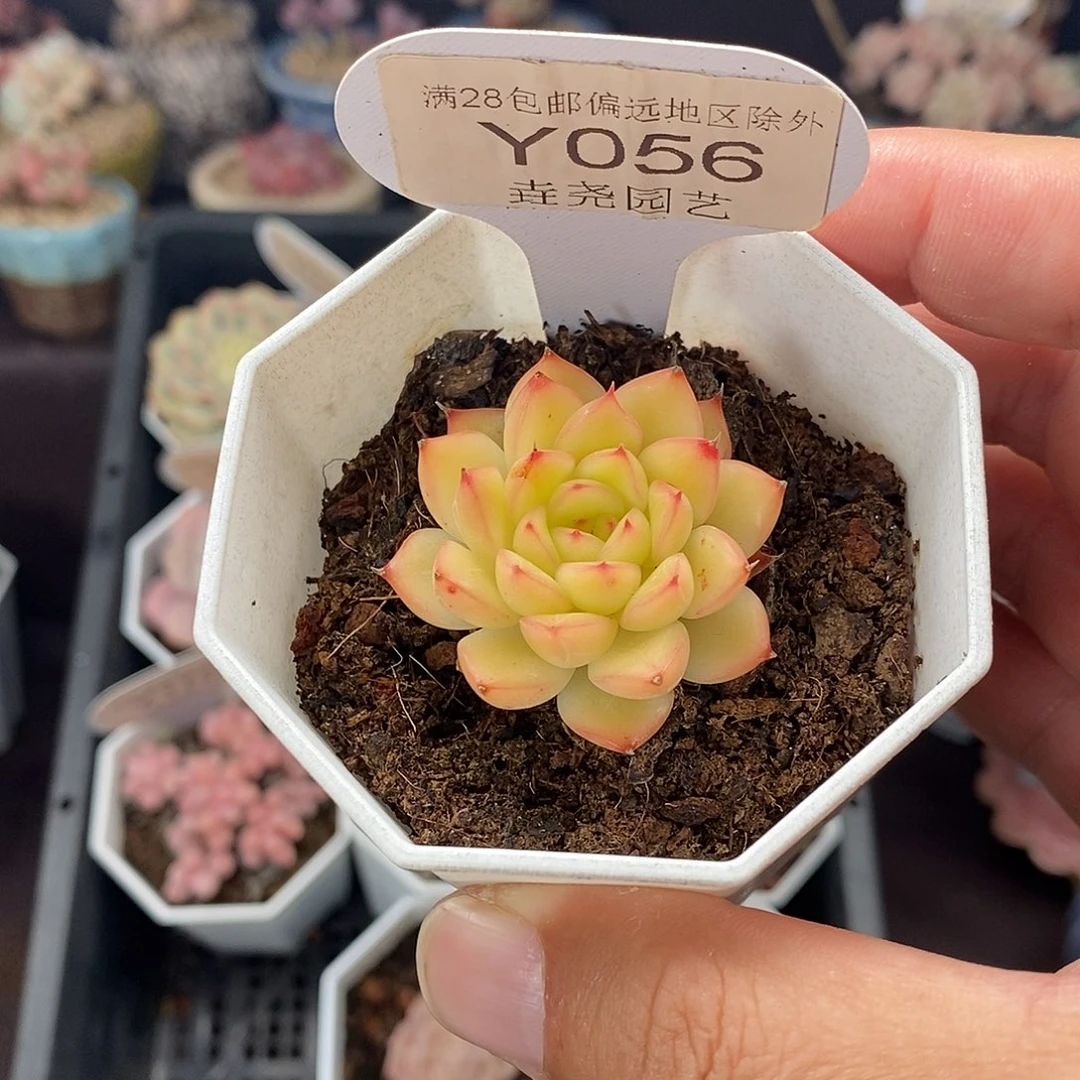 0056 闪光 3.5cm 单头