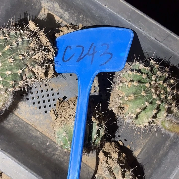 随*.C243,烟花瑕疵打包