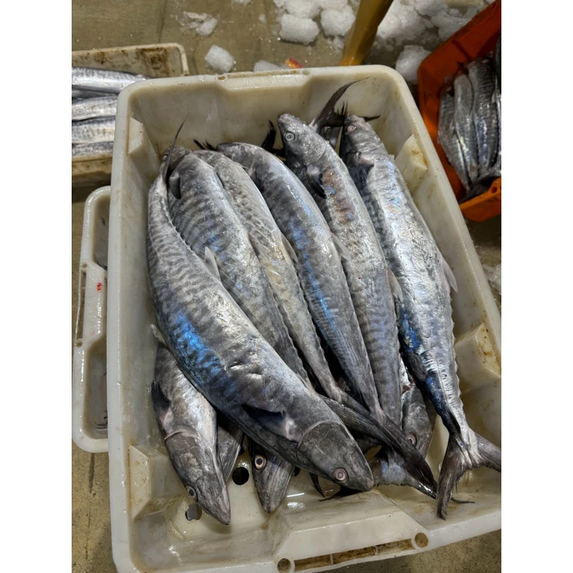 台山上川岛马鲛鱼 新鲜海鱼！切片发货