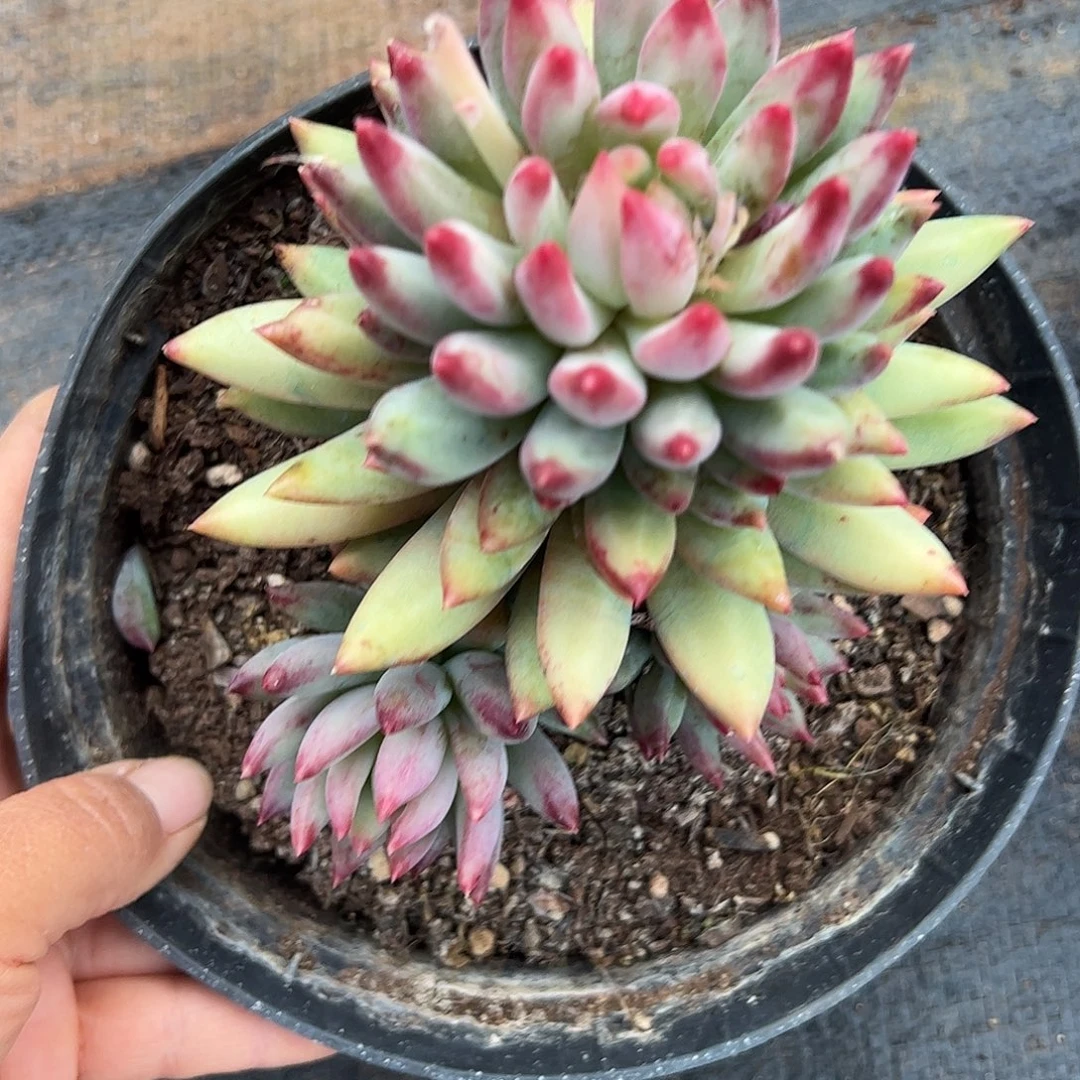 虞美人群，一物一拍