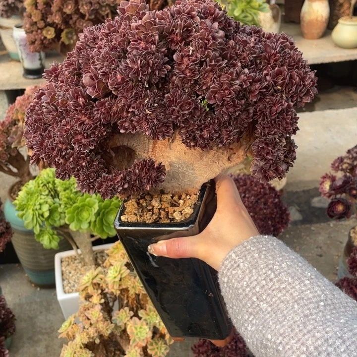 多肉的大长鼻也有明显