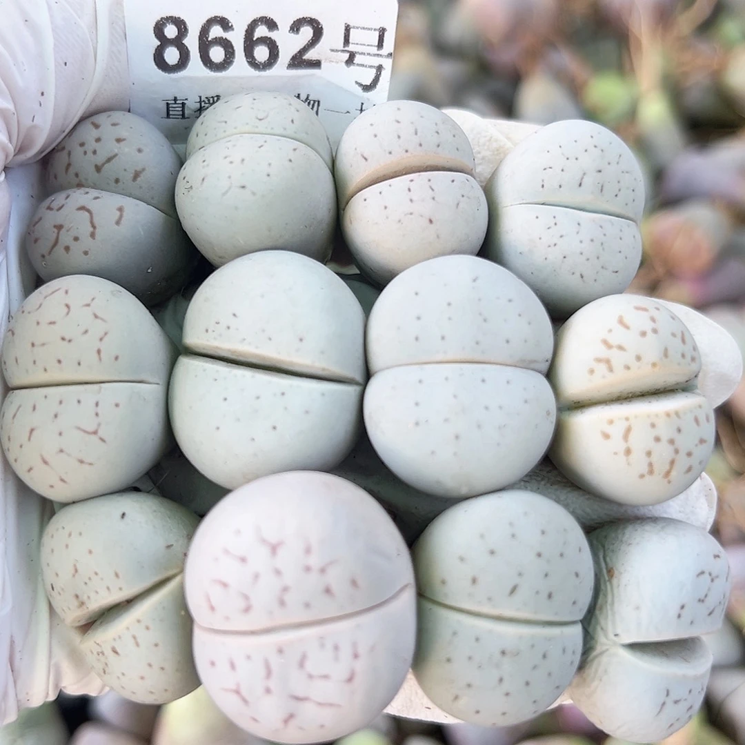8662 好养易活生石花大母本12个