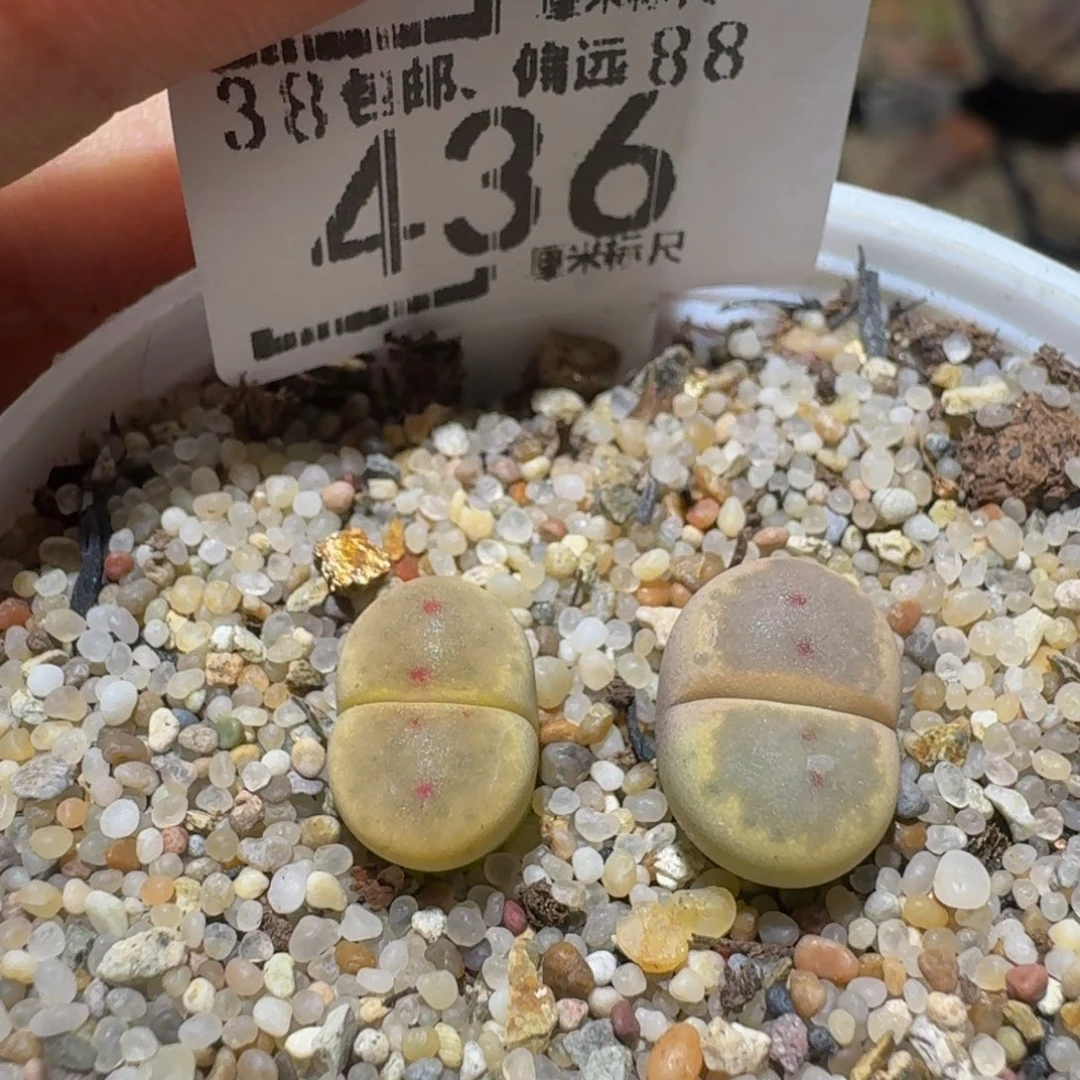 Ssss精品生石花436对点