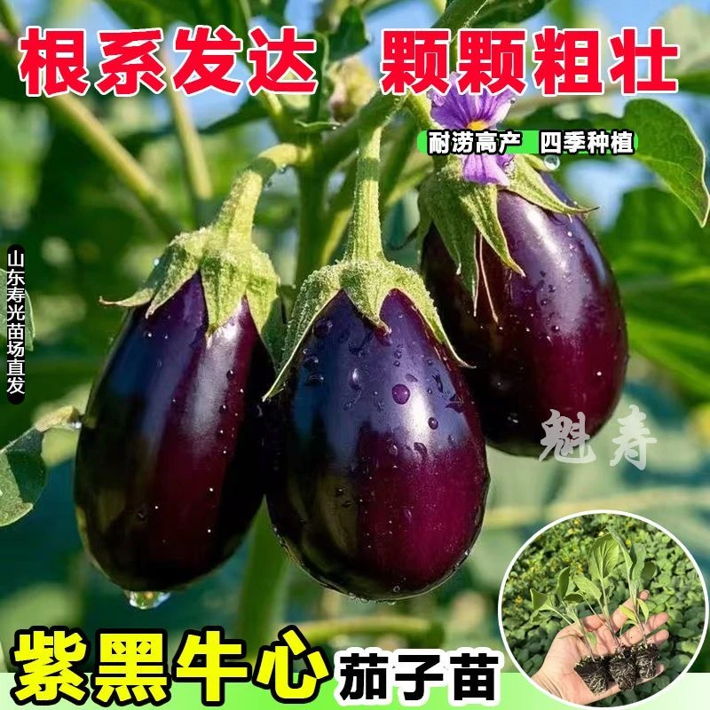 特大牛心紫罐茄子秧苗盆栽紫黑茄子苗圆茄子苗四季种植蔬菜苗