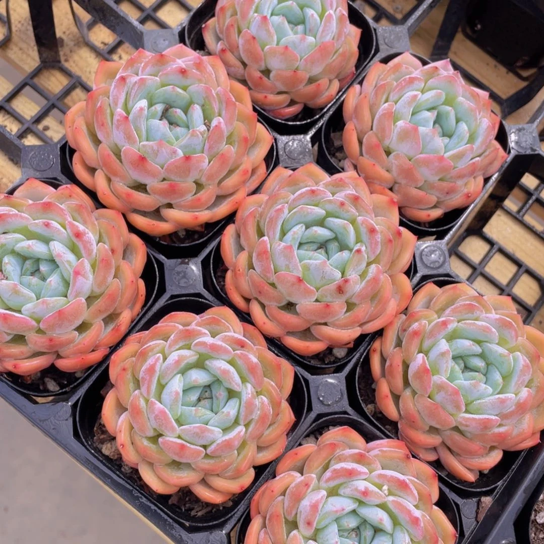 456号 粉冰魄单头一个