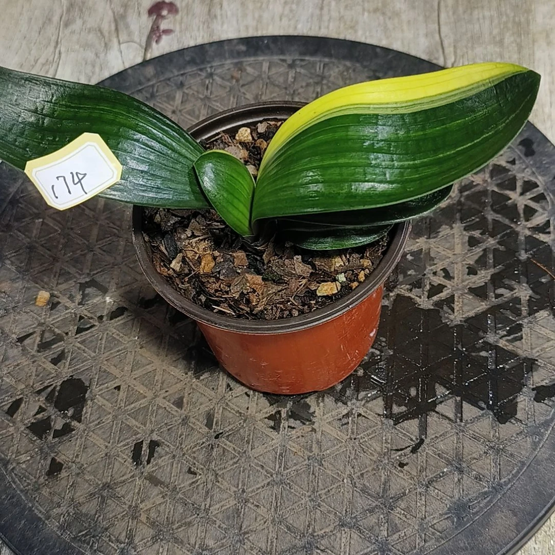 泰***山君子兰默认君子兰174