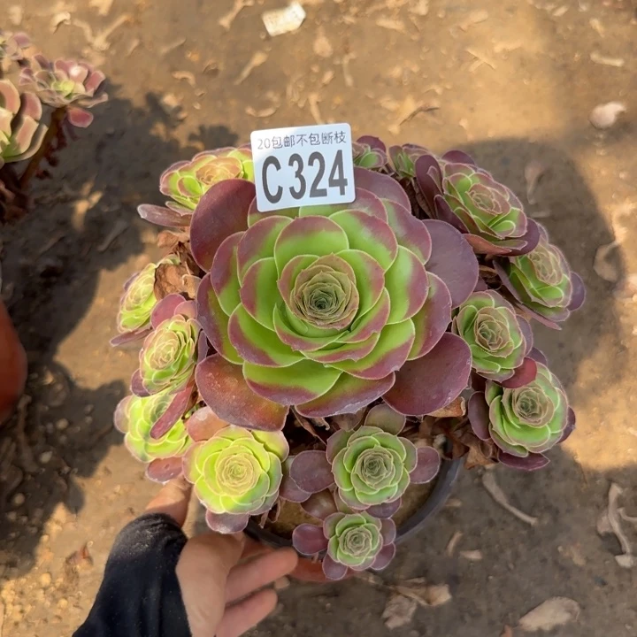 魅金……多肉植物……