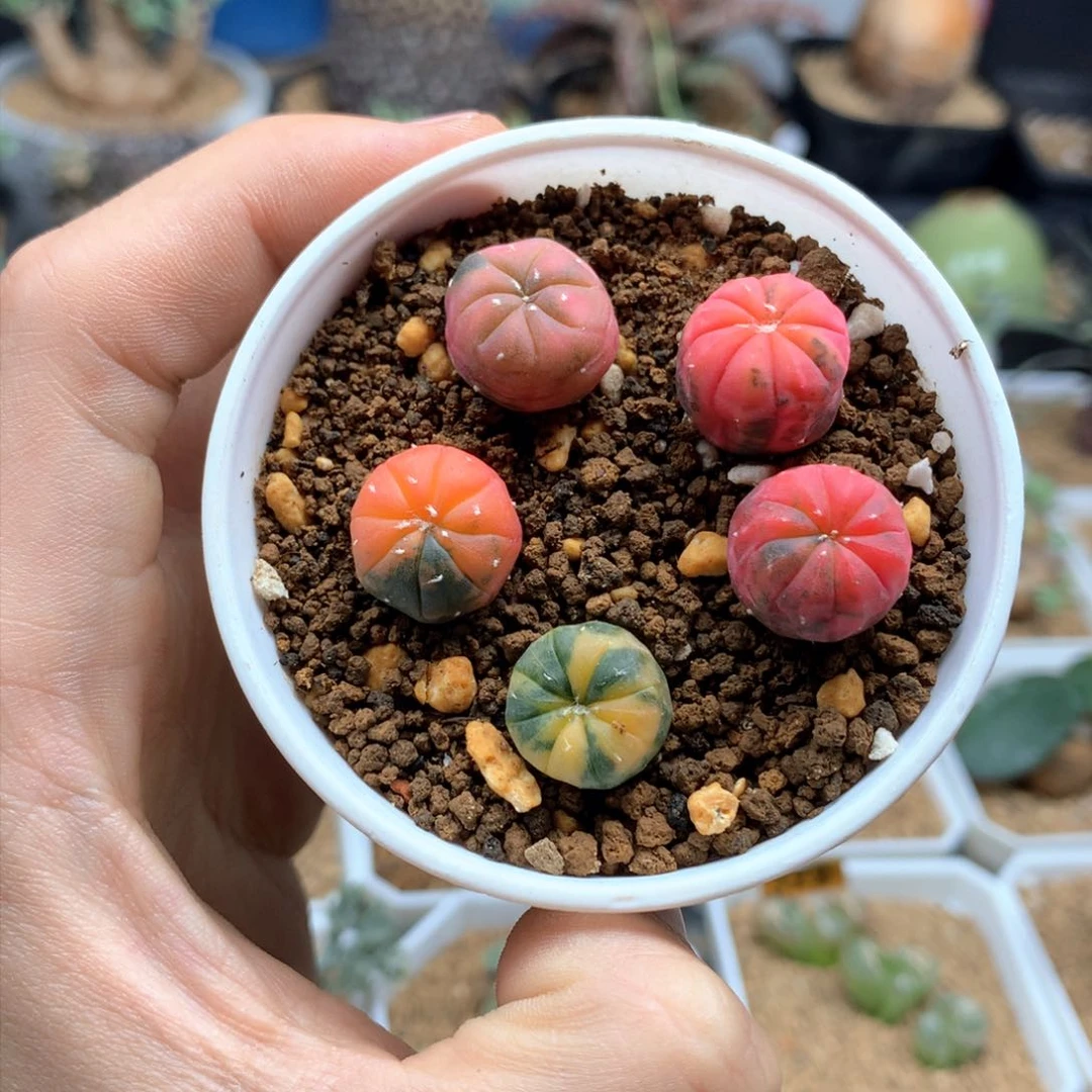 实生园艺兜锦一盆1.4左右