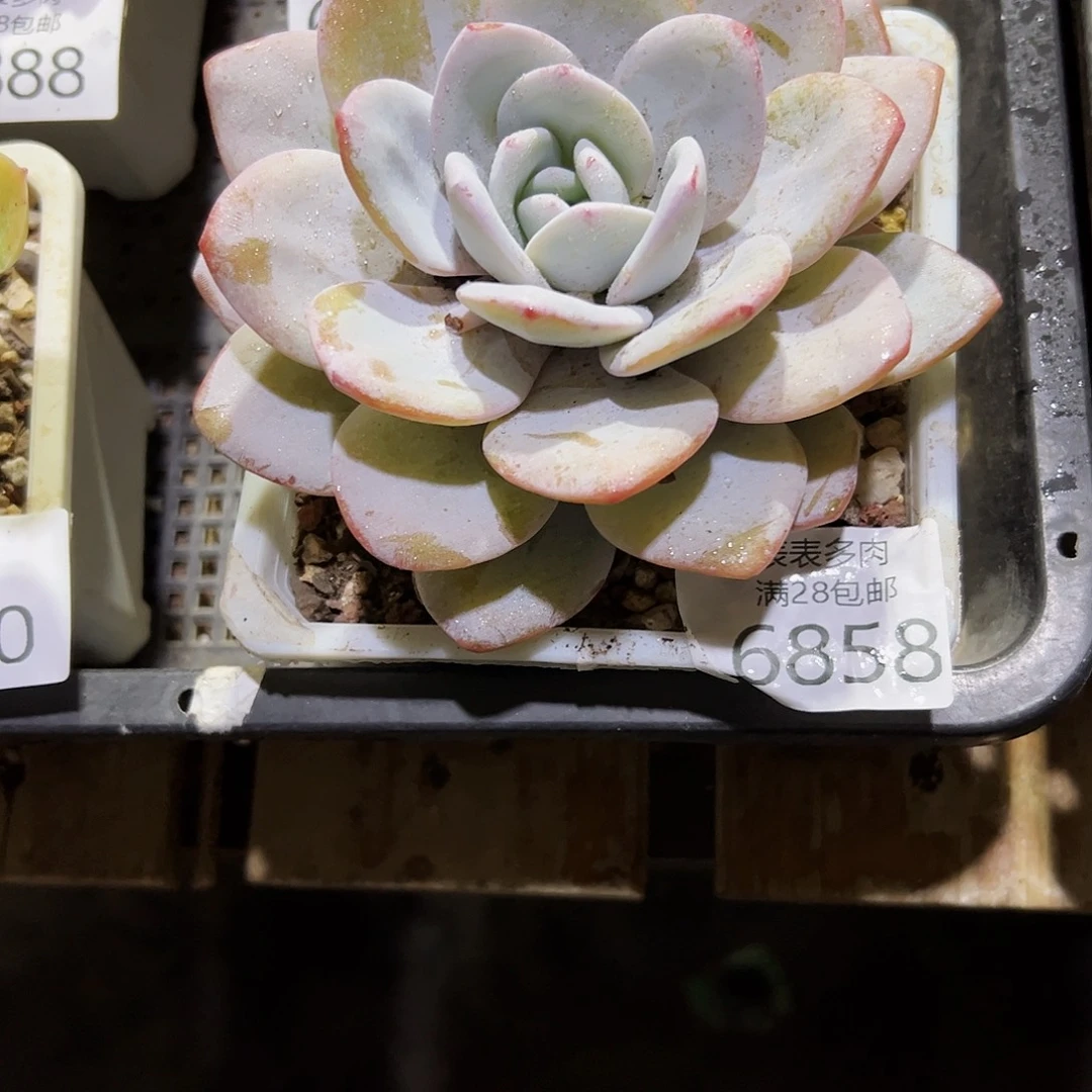 9号H**?我们的确是一6858