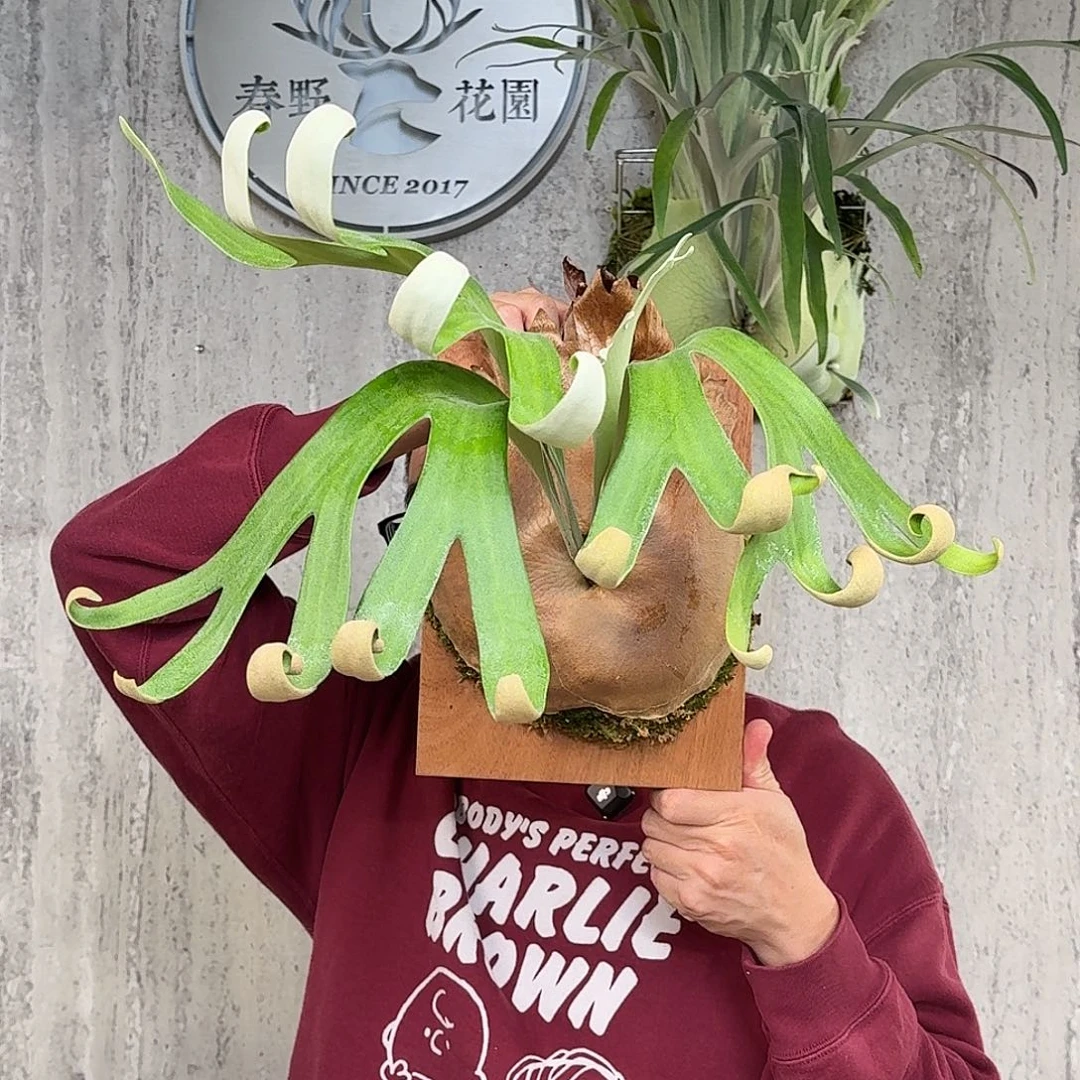 完全开放卷卷鹿鹿角蕨母本800元包顺丰