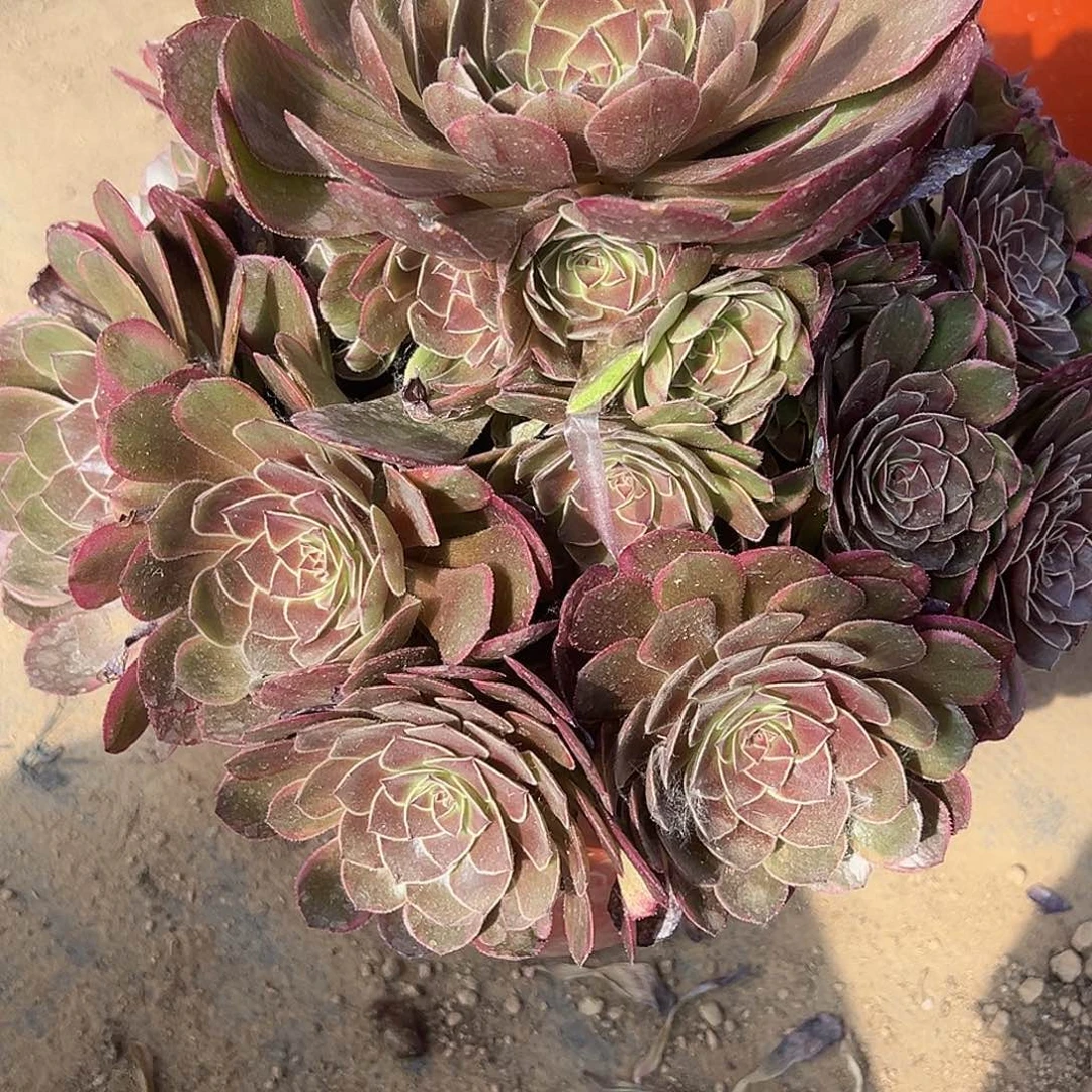 6.5-20半夏多肉植物1