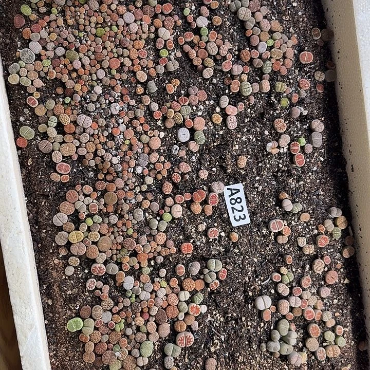 823生石花整筐脱土发货