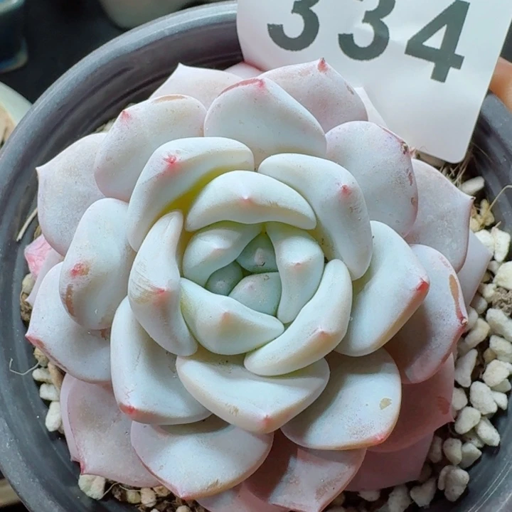 雪糕         精控精养多肉植物