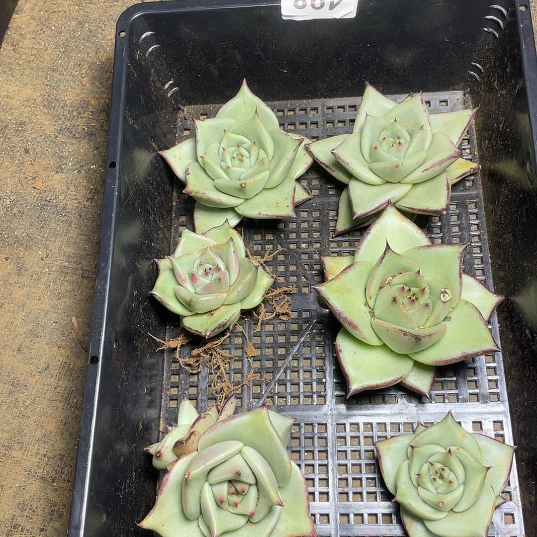 一**依若如东云组拍498