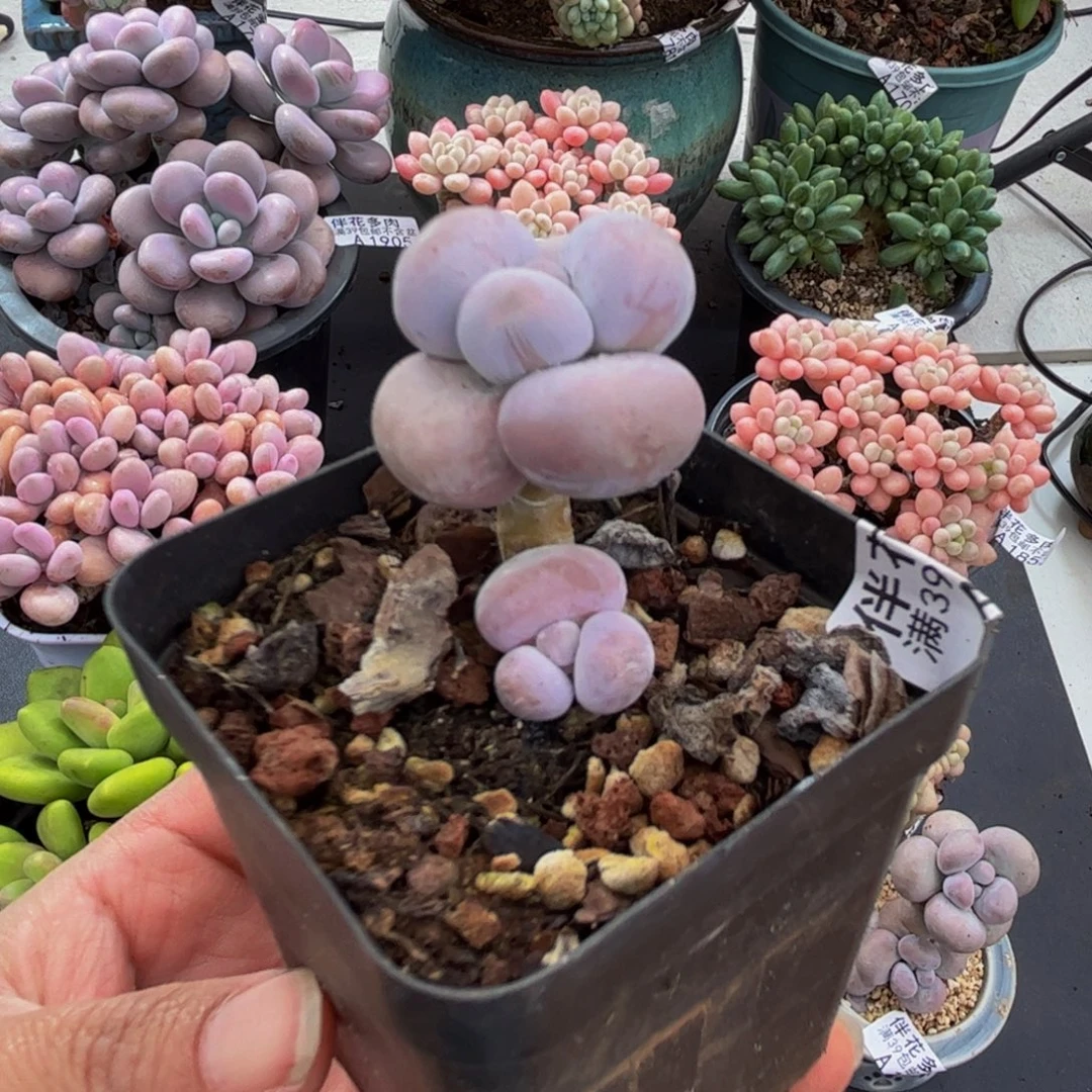 1660橙奶3cm多肉植物