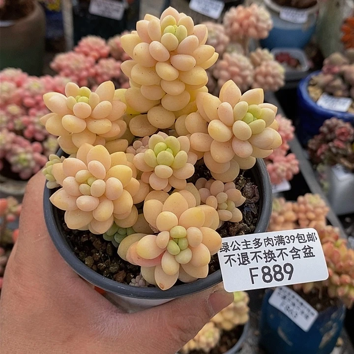 洛可可运输会掉叶9cm889多肉植物