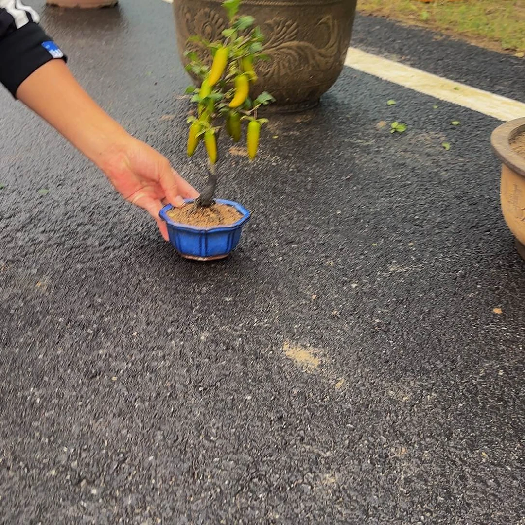 完全开放老鸭盆景造型盆栽花卉