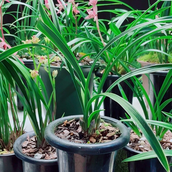 可***乐无花朵一物一漂亮开花