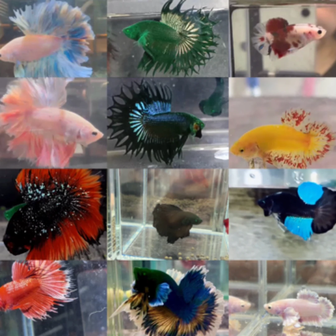 随机寄居蟹粉丝福利