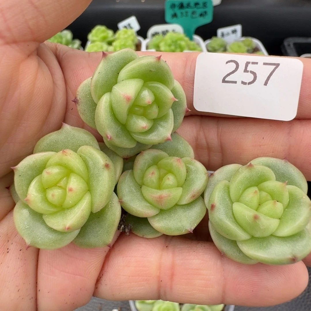一物一拍一盒531-257