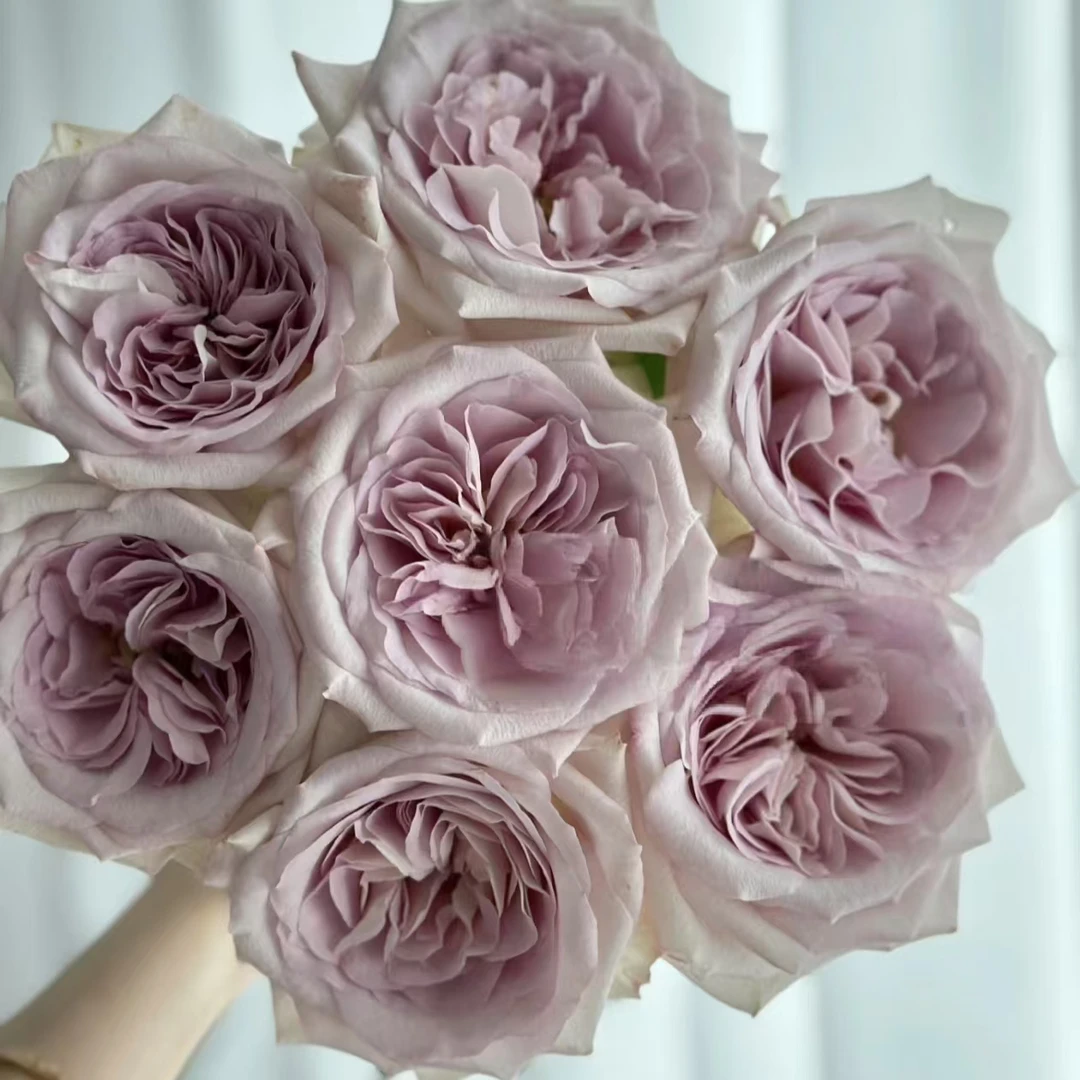 【一品花集】【银色宝石】稀有单头玫瑰