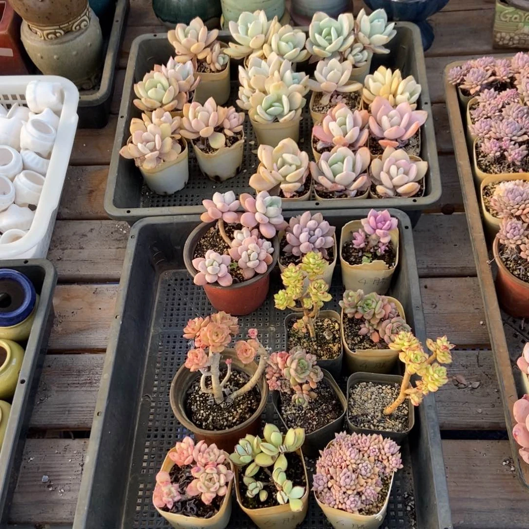 207号11个花 天上月亮专拍