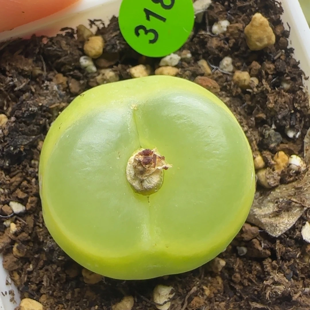 拉登2.5+有疤多肉植物318