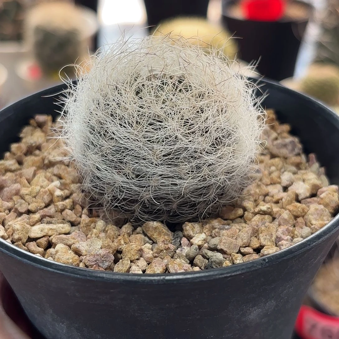 繁***花仙人球实生银翁玉