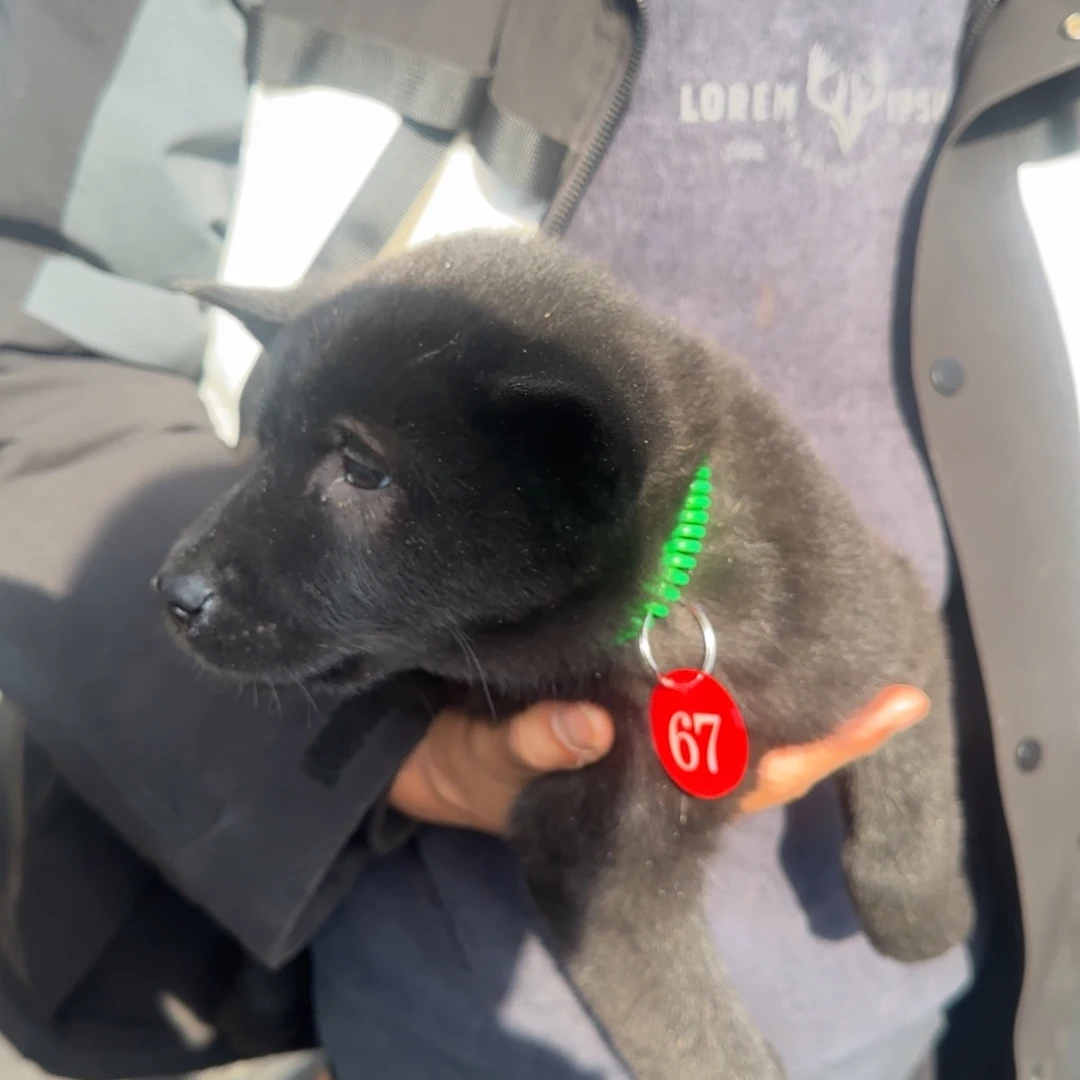 一***求五黑小公67号不包邮