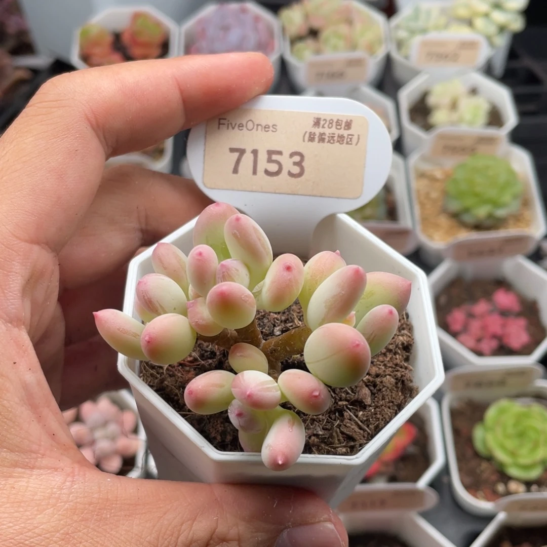 苹果奶7153-6厘米