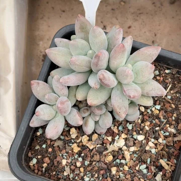 多肉植物白兰地654