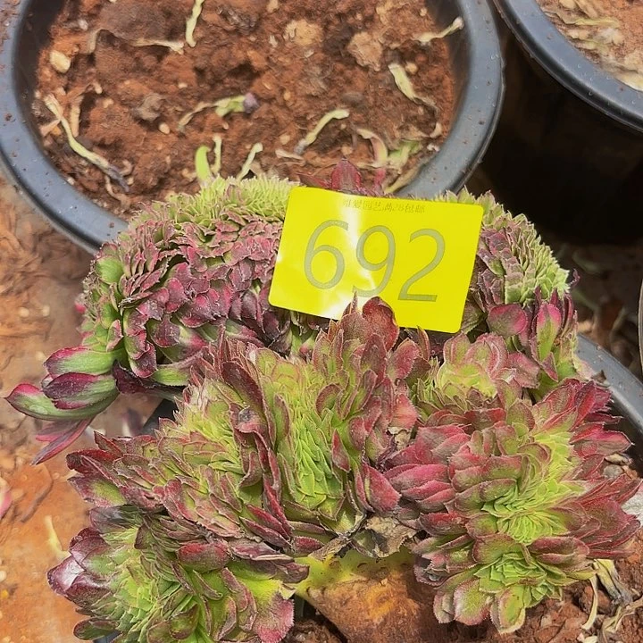 多肉植物福利692
