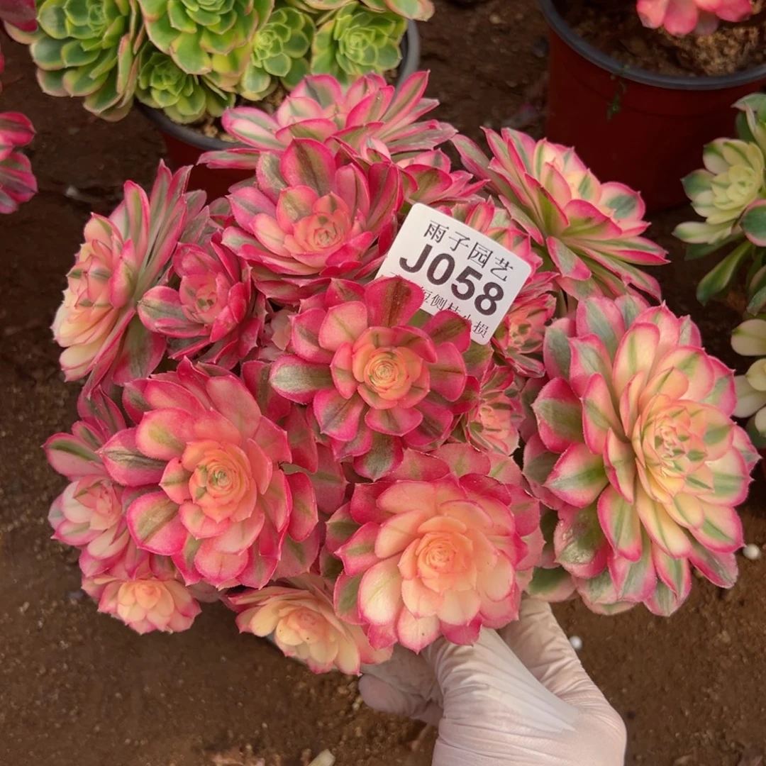 用****1058倾城尺寸25左右