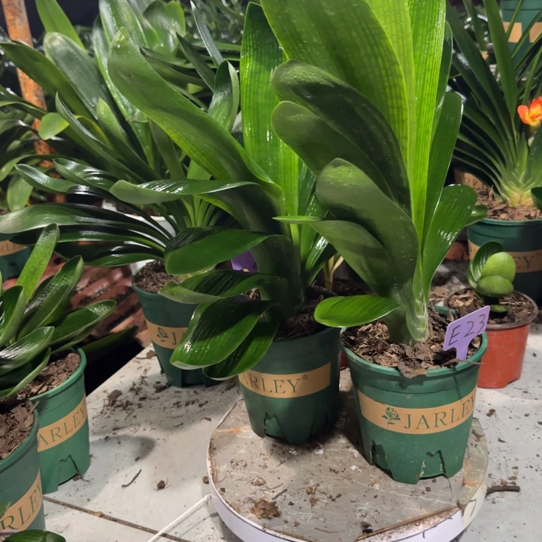 完全开放以后会开花