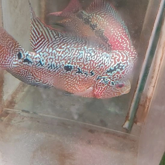 罗汉鱼222222222222