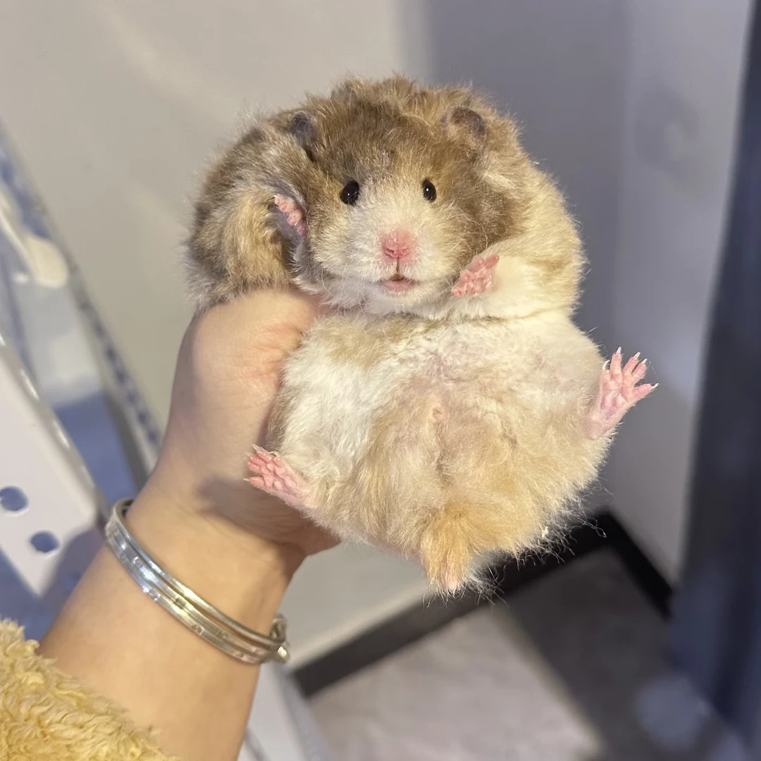 顺丰包邮精品大体脱敏易上手肉桂波利重点色长毛短毛金丝熊