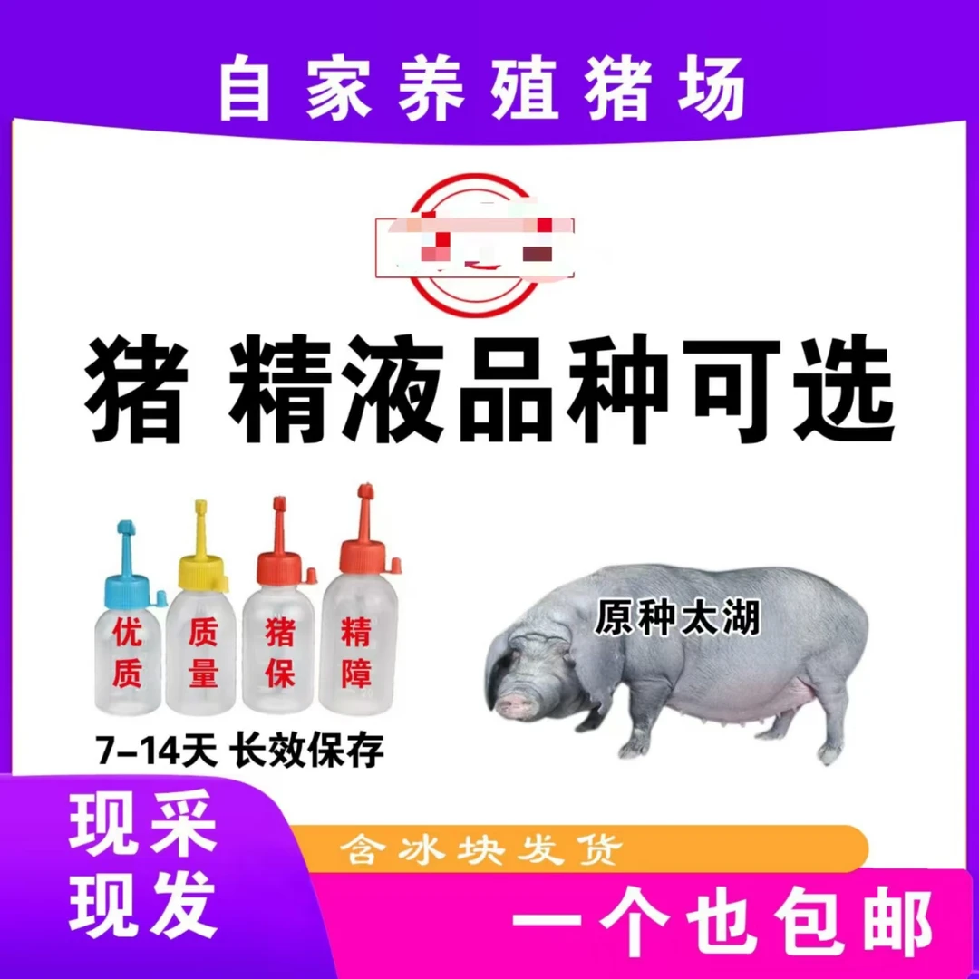 原种大太湖种公猪精一个包邮包活原种大太湖种公猪精一个包邮包活