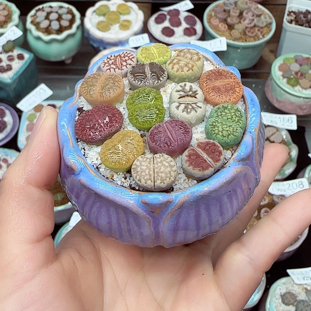 生石花满18包邮0922-247