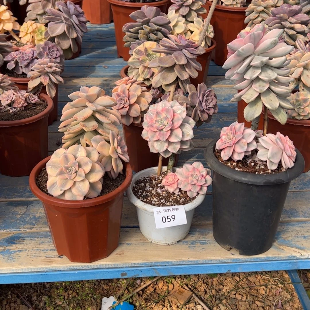 059紫乐锦老桩三颗