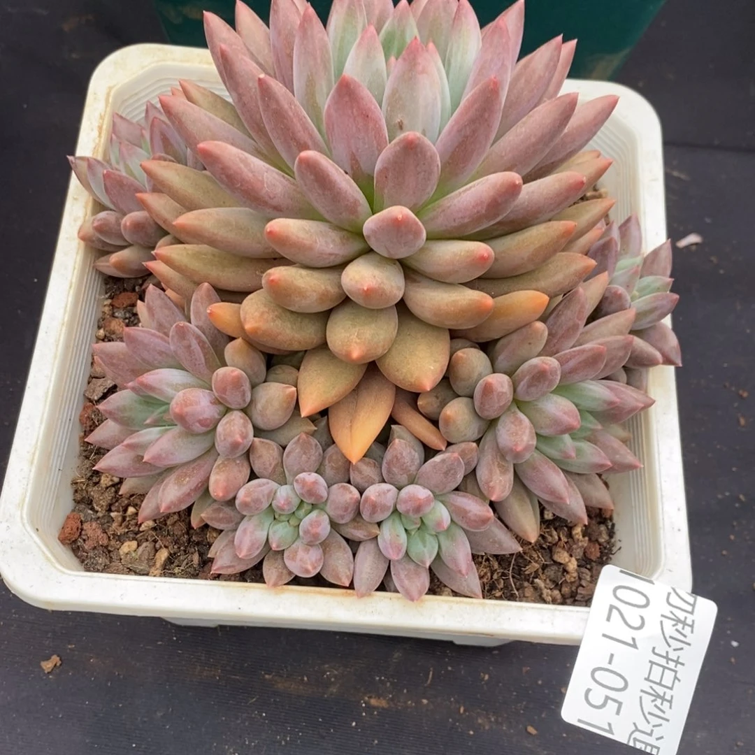 两单包邮1021-51红蜻蜓