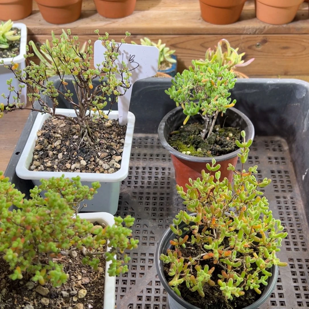 1号框拍福利点赞款