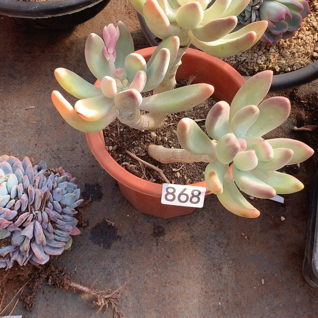 868芒果奶 一物一拍多肉