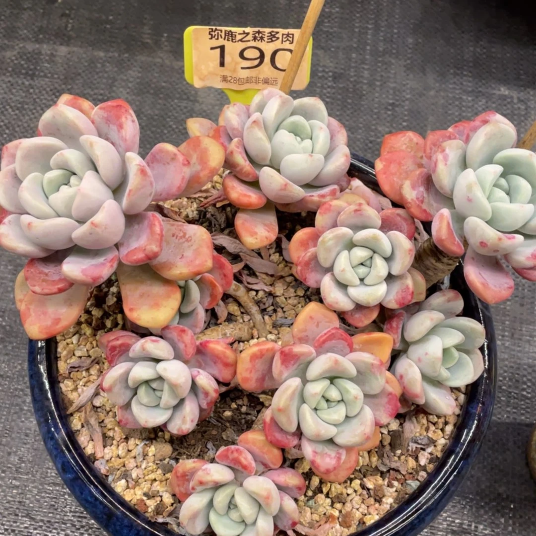 弥鹿之森一物一拍