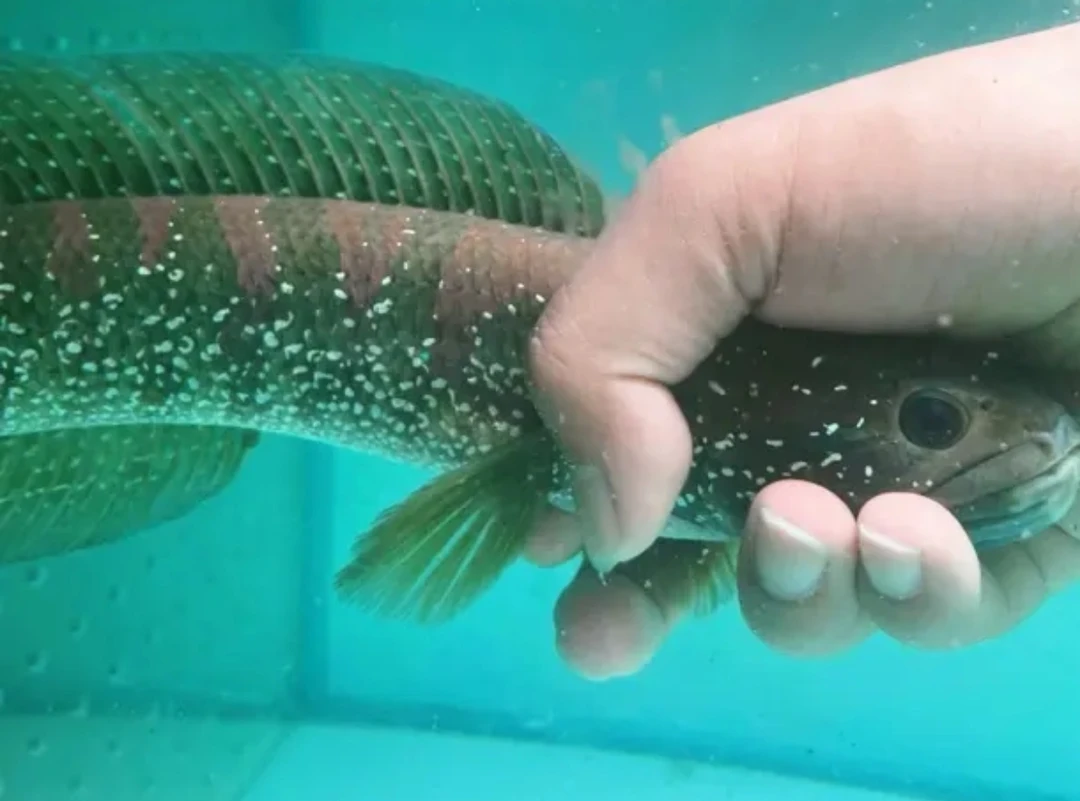 大个体七星雷龙鱼