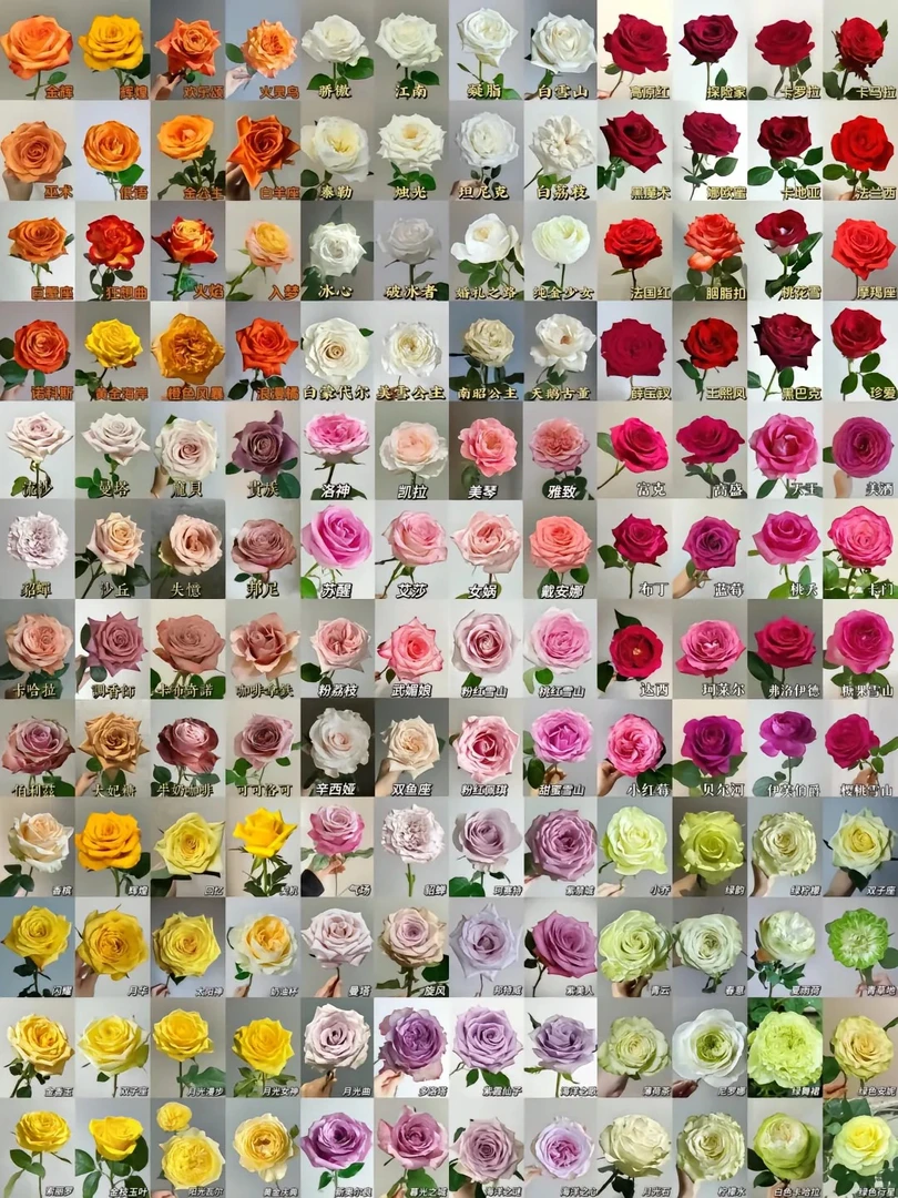 云南昆明斗南鲜花批发玫瑰花