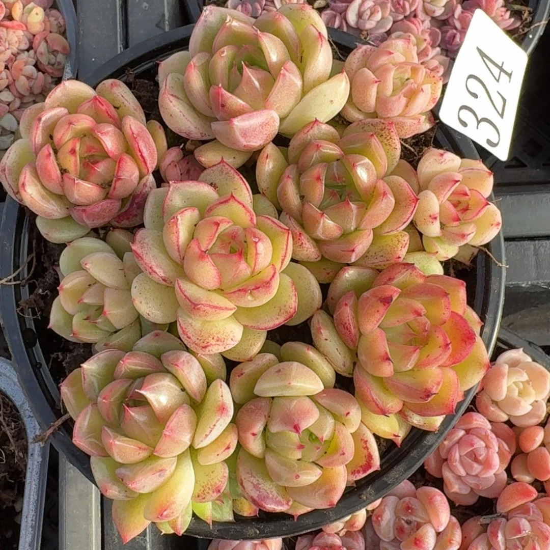 多肉植物多肉植物324