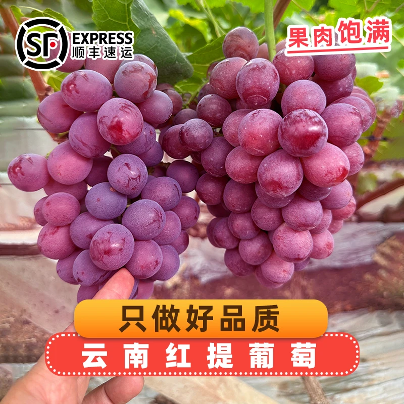 新鲜红提葡萄当季应季水果玫瑰香甜现摘现发当季应急提子葡萄