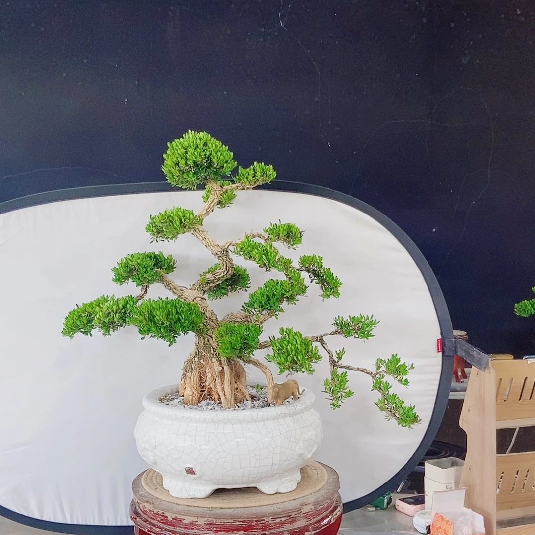 当前无花朵，栽培后可花朵